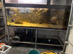 Aquarium 200cm, Dieren en Toebehoren, Vissen | Aquaria en Toebehoren, Ophalen, Gebruikt