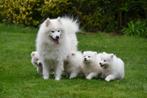 Chiots samoyèdes à vendre - Père et mère présents