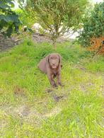 mooie labrador pup te koop reutje, België, Reu, 8 tot 15 weken, Labrador retriever