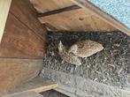Kwartels, Dieren en Toebehoren, Pluimvee, Meerdere dieren