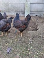 Toom barnevelder dubbel gezoomd ( grote)