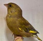 mooie groenling (man), Dieren en Toebehoren, Vogels | Overige Vogels, Geringd