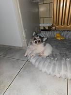 Langhaar chihuahua reutje, Dieren en Toebehoren, België, Reu, CDV (hondenziekte), 8 tot 15 weken