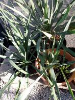 winterharde yuccas, Tuin en Terras, Planten | Tuinplanten, Ophalen