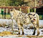 Lieve grote C pony ruin, 14 jaar, Gechipt, B, Ruin, C pony (1.27m tot 1.37m)