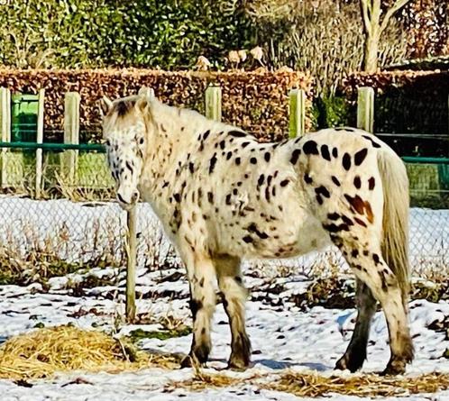 Lieve grote C pony ruin, 14 jaar, Dieren en Toebehoren, Pony's, Ruin, B, C pony (1.27m tot 1.37m), Recreatiepony, 11 jaar of ouder