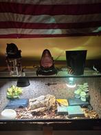 Indonesische blauwtongskink (Halmahera) met terrarium, Dieren en Toebehoren, Reptielen en Amfibieën | Toebehoren, Ophalen