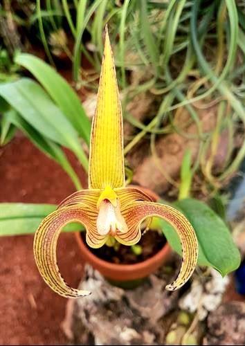 Orchidée Exotique Bulbophyllum lobbii * Parfum agréable, Enlèvement ou Envoi