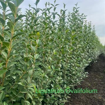 beukenhaag-meidoorn en liguster te koop beschikbaar voor biedingen