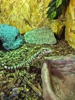 Nakweek rode teju's 2025, Amfibie