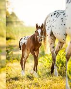Bijzondere merrieveulen!, Dieren en Toebehoren, Paarden, Merrie, Springpaard, Gechipt, 0 tot 2 jaar