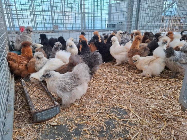 Zijdehoen zijdehoentjes zijdehoender kippen vele kleuren, Dieren en Toebehoren, Pluimvee