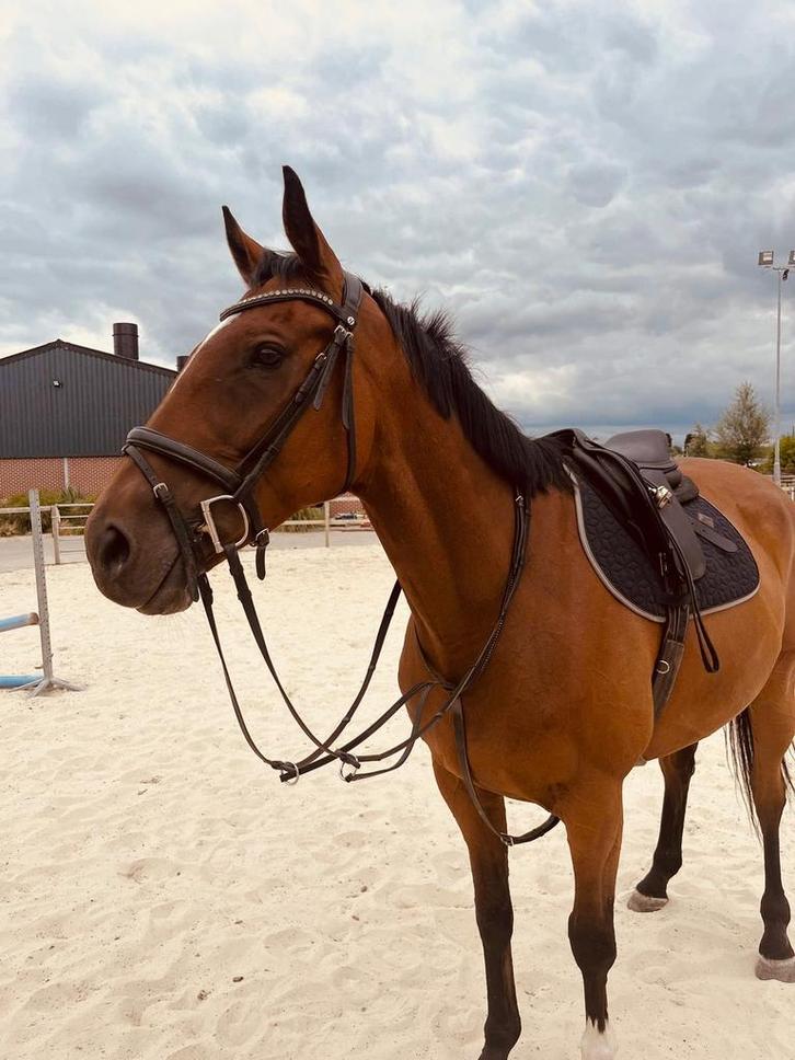 Ruin, 7 jaar, Dieren en Toebehoren, Paarden, Ruin, Niet van toepassing, 165 tot 170 cm, 7 tot 10 jaar, Recreatiepaard, Gechipt