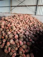 Voederbieten, Zakelijke goederen, Landbouw | Veevoer, Ophalen
