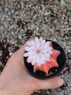 Gymnocalycium mihanovichii variegata, Ophalen of Verzenden