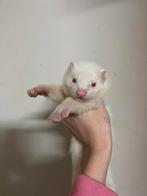 Fretten pupje, Dieren en Toebehoren, September, Mannelijk