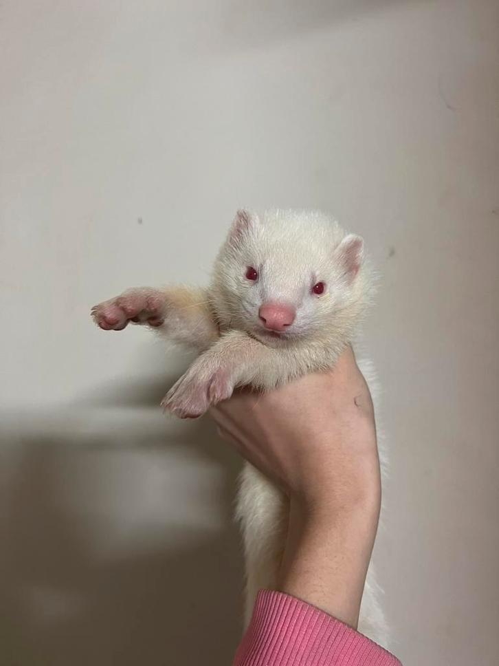 Fretten pupje, Dieren en Toebehoren, Overige Dieren, Mannelijk, September