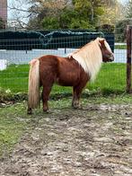 Pony merrie, Dieren en Toebehoren, Paarden, Merrie