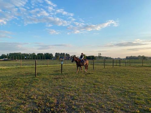 Weide te huur All-In, Dieren en Toebehoren, Stalling en Weidegang, Stalling, Weidegang