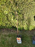 Appelboom, Tuin en Terras, Planten | Bomen, Ophalen