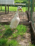 Œufs à incuber : canards blancs indiens