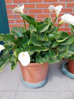 aronskelk, Tuin en Terras, Planten | Tuinplanten, Ophalen, Vaste plant