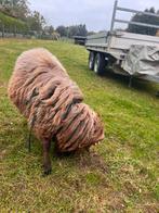Shudde bok, Dieren en Toebehoren, Schapen, Geiten en Varkens, Mannelijk, Schaap, 0 tot 2 jaar