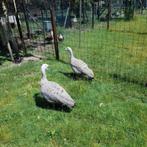 gans Cereopsis ( hoendergans), Mannelijk, Gans of Zwaan