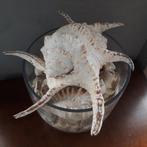 Schelpen, Hobby en Vrije tijd, Ophalen, Nieuw, Kraal