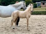 Knap pony hengstveulen van de top hengst F.S. Mr. Right, Dieren en Toebehoren, Hengst, Onbeleerd, Gechipt, 0 tot 2 jaar