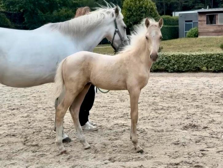 Knap pony hengstveulen van de top hengst F.S. Mr. Right, Dieren en Toebehoren, Pony's, Hengst, Onbeleerd, 0 tot 2 jaar, Gechipt
