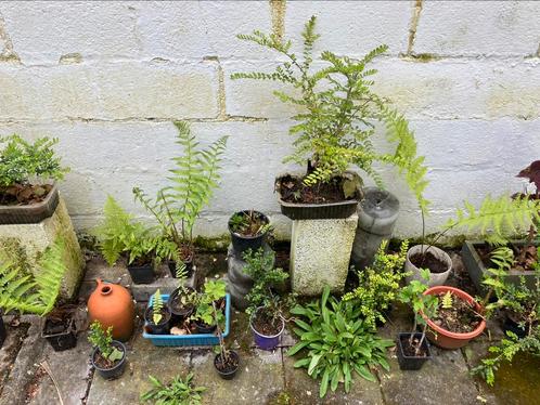 Tuinplanten en bamboestokken, Tuin en Terras, Planten | Bomen, Ophalen of Verzenden