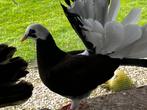 Pauwstaart, Animaux & Accessoires, Oiseaux | Pigeons, Sexe inconnu