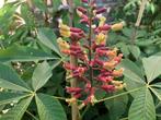 Aesculus glaucescens (dwergvorm)., Tuin en Terras, Planten | Bomen, Lente, Minder dan 100 cm, Ophalen, Volle zon
