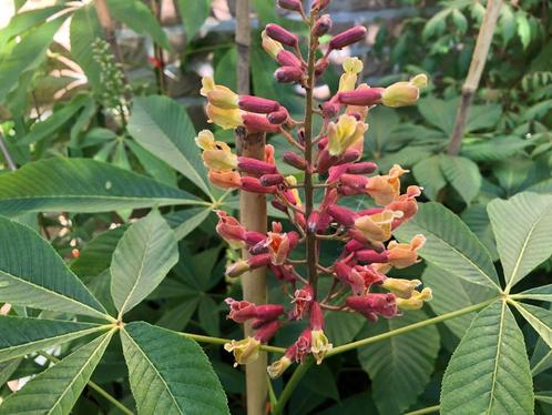 Aesculus glaucescens (dwergvorm)., Tuin en Terras, Planten | Bomen, Bolboom, Minder dan 100 cm, Volle zon, Lente, In pot, Ophalen