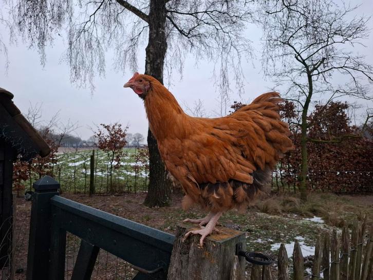 Orpington haan (groot) Buff x Goud-zwart gezoomd, Dieren en Toebehoren, Pluimvee, Kip, Mannelijk