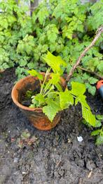 Gele frambozen, Tuin en Terras, Planten | Tuinplanten, Ophalen of Verzenden