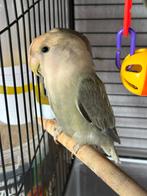 Agapornis roseicolli, Dieren en Toebehoren, Meerdere dieren, Dwergpapegaai of Agapornis