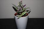 Tradescantia Nanouk met Sierpot, Ophalen of Verzenden