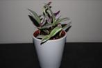 Tradescantia Nanouk met Sierpot, Huis en Inrichting, Kamerplanten, Ophalen of Verzenden