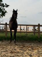 Schimmel jaarling arabische volbloed hengst, Dieren en Toebehoren, Minder dan 160 cm, Gechipt, 0 tot 2 jaar, Hengst