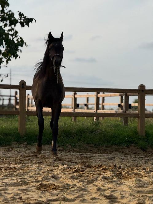 Schimmel jaarling arabische volbloed hengst, Dieren en Toebehoren, Paarden, Hengst, Onbeleerd, Minder dan 160 cm, 0 tot 2 jaar