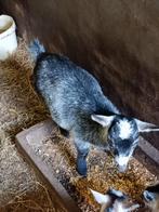 Dwerggeit mieke, Dieren en Toebehoren, Schapen, Geiten en Varkens, Vrouwelijk, Geit, 0 tot 2 jaar