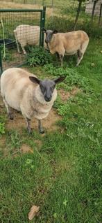 Bleu du maine ramlammeren, Dieren en Toebehoren