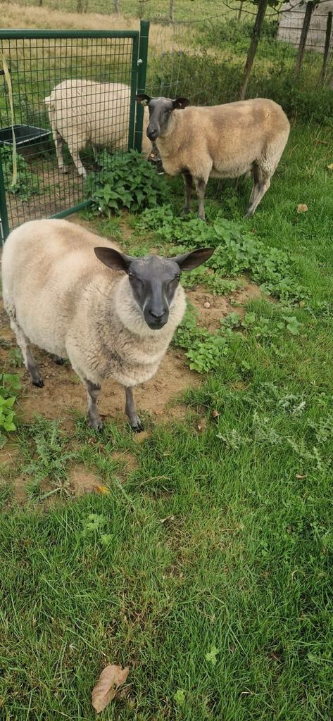 Bleu du maine ramlammeren, Dieren en Toebehoren, Schapen, Geiten en Varkens