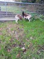 Dorper x kameroen 2 ooien, Dieren en Toebehoren, Schapen, Geiten en Varkens, Vrouwelijk, Schaap, 0 tot 2 jaar