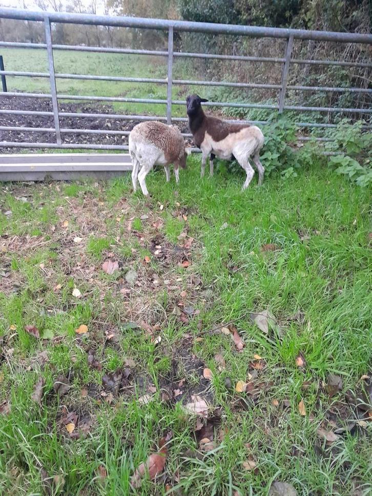 Dorper x kameroen 2 ooien, Dieren en Toebehoren, Schapen, Geiten en Varkens, Schaap, Vrouwelijk, 0 tot 2 jaar