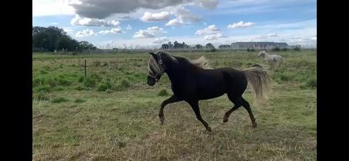 Te koop, Merrie, veulen, merrie & veulen, NMPRS, pony, Dieren en Toebehoren, Paarden, Merrie, Niet van toepassing, Minder dan 160 cm