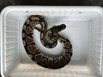 0.1 ball python - mahogany het pied, Dieren en Toebehoren, Slang, Tam, 0 tot 2 jaar