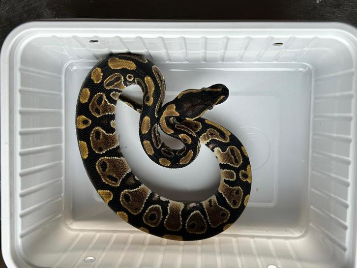 0.1 ball python - mahogany het pied, Dieren en Toebehoren, Reptielen en Amfibieën, Slang, 0 tot 2 jaar, Tam